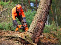 How Our Tree Care Process Works  in  Marine City, MI